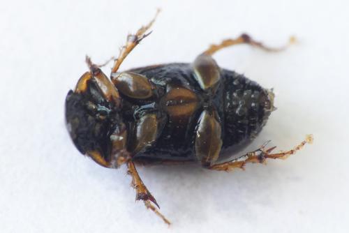 Réf. 253 232 : Melinopterus prodromus